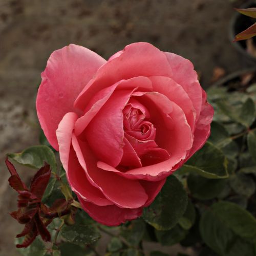 Rosa  South Seas™ - pomarańczowo - różowy - Róże pienne - z kwiatami hybrydowo herbacianymi - korona równomiernie ukształtowana